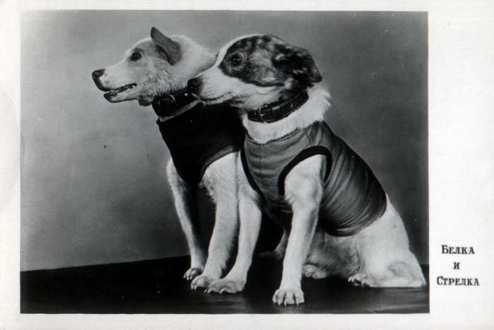 Dogs in Space - Belka and Strelka